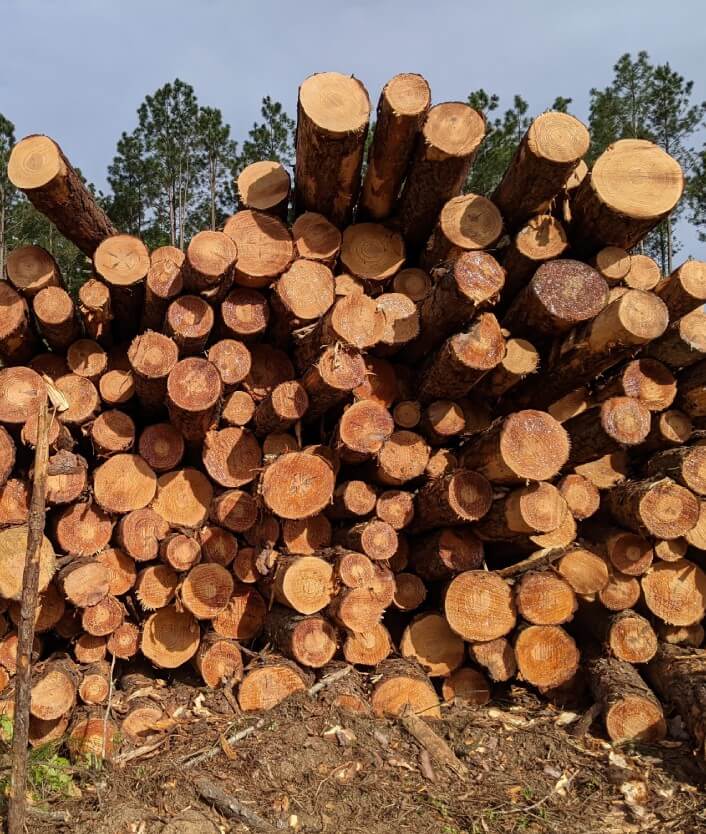 Quarterly Timber Market News